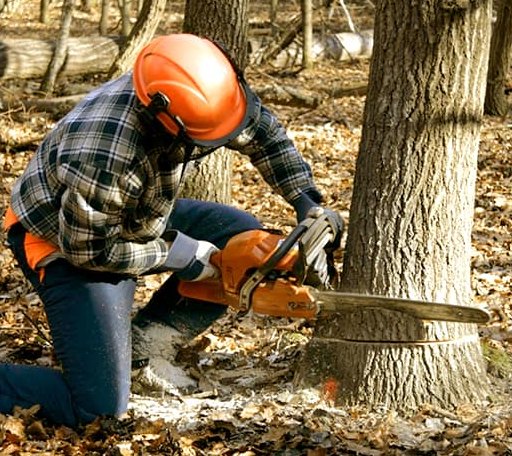 Tree Removal in Aylett, VA
